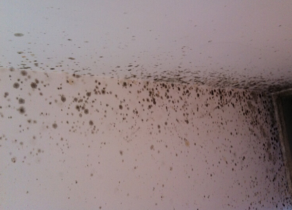 墻壁發(fā)霉怎么處理可以根治?